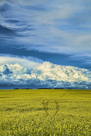 Canola Field Carstairs