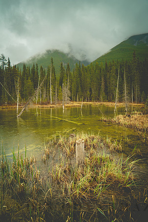 Pond in Kananaskis
